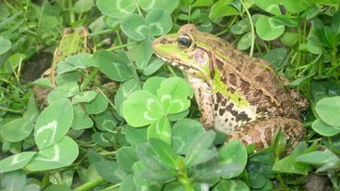 赣州稻青蛙有机大米种植