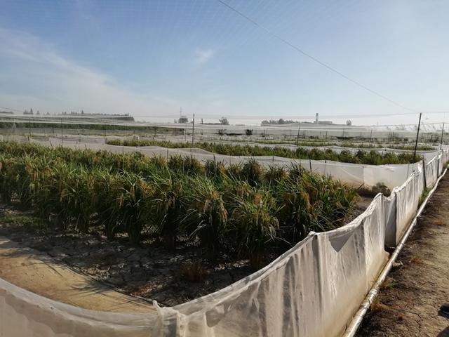8月22日,在总口管理区的潜江市杨阳青蛙养殖基地,一块块稻田四周围起