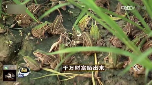 青蛙养殖户自创青蛙治病妙招,让专家都赞叹