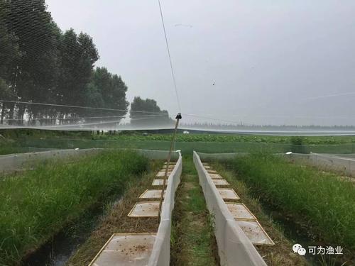 6张图让你看懂青蛙(黑斑蛙)养殖