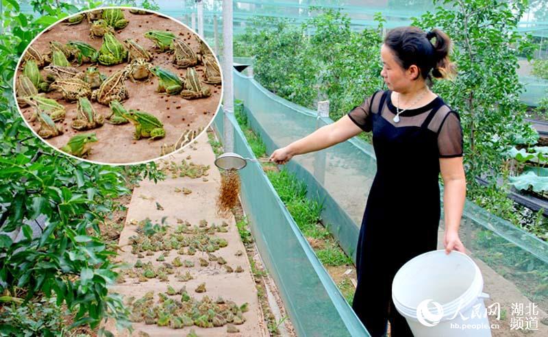 昨日,湖北荆州弥市镇刘家桥村养殖专业合作社的管理人员熊孝陵正在给