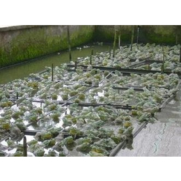 黑斑蛙前景|黄石黑斑蛙|农聚源青蛙养殖