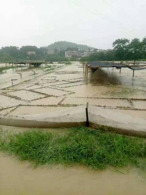 又是暴雨涨水,武冈邓元泰这家蛙场遭受了一场劫难,110亩的青蛙养殖场打了水漂