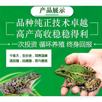 青蛙养殖黑斑蛙养殖-稻谷青蛙混养殖,双收益。