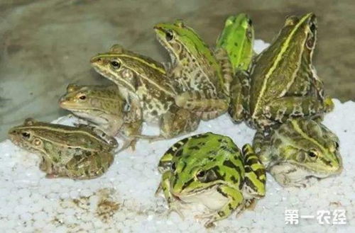 树蛙和青蛙的区别 树蛙图片