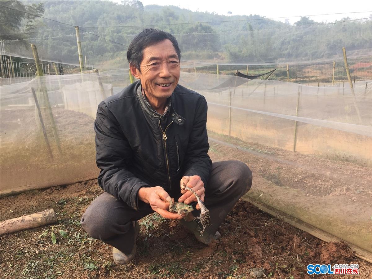 护国镇7旬老人首创业 发展青蛙养殖_纳溪区_泸州频道_四川在线