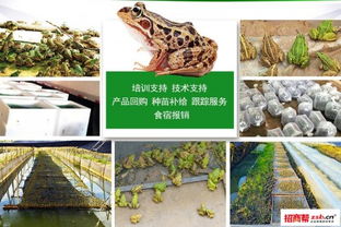 金一农9号青蛙养殖 全心全意给予创业者贴心扶持