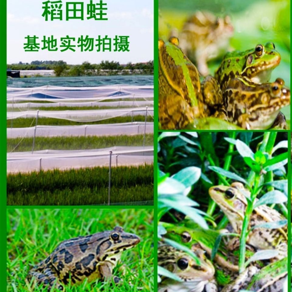 采用蝇蛆等活饵为主的青蛙养殖,一般养到当年国庆节前,可以达到