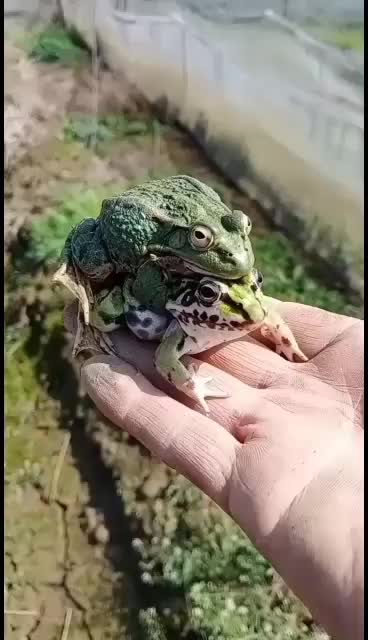 江苏青蛙价格行情走势 一亩田