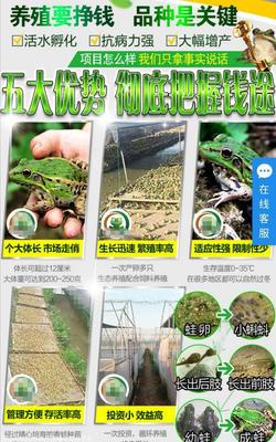 青蛙正确养殖技术