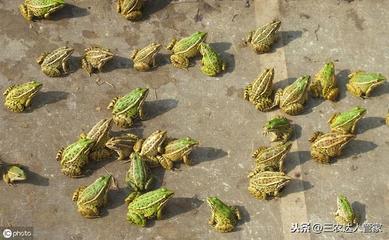 农民养殖青蛙反季节销售,8亩地年赚80万,他是怎么做到的呢?