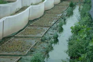 年前备货首选茂伦青蛙养殖网超厚丝网厂家批发食台网