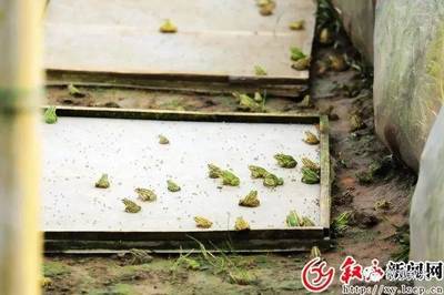 【生财之道】昔日劳模变身"青蛙王子",年赚逾百万!