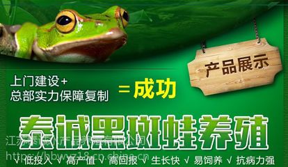 江苏青蛙养殖 青蛙养殖技术 青蛙种苗 青蛙蝌蚪 18912095228