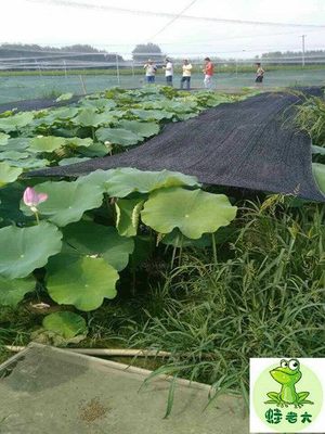 青蛙养殖有哪些优势