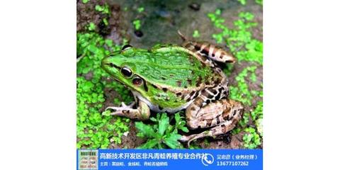 人工饲养青蛙技术_钟祥青蛙养殖_非凡青蛙养殖 查看