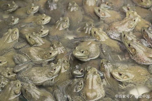 青蛙养殖大全