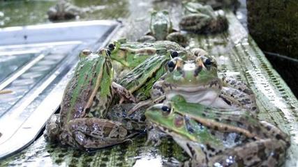 青蛙养殖中投食比例丨湖北华沃生态农业