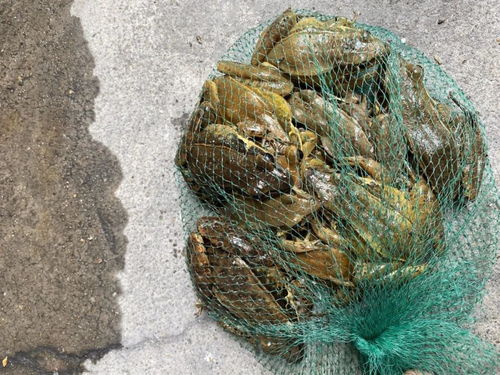 紧急扩散 抓青蛙被刑拘 养殖甲鱼田鸡还能吃吗