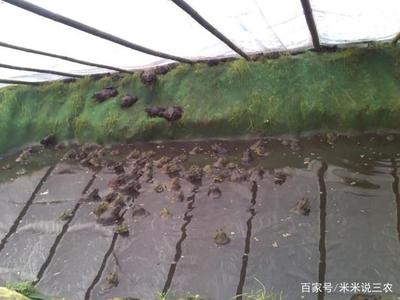 带你了解,稻田与屋顶养殖青蛙的区别,养殖必备