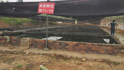 邓氏好兄弟,专研泥鳅青蛙养殖,带百姓脱贫致富_社会_网