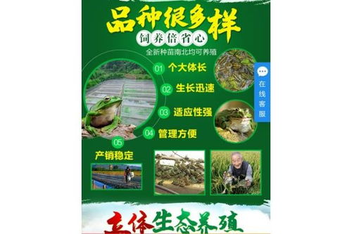 清丰养殖青蛙网 加盟热线投资小利润高