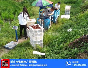 养殖,销售 小龙虾养殖,青蛙养殖,大闸蟹养殖,泥鳅养殖 重庆市南川区张勇水产养殖场