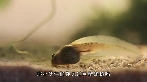 女子发现巨型蝌蚪,带回家精心饲养,长成青蛙后让人意外