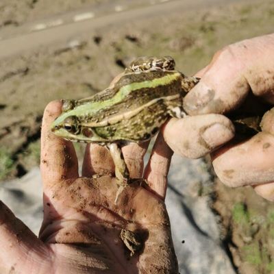 生态养殖,稻田青蛙