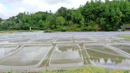 沿河:“稻+蛙” 生态种养 增产增收又高效