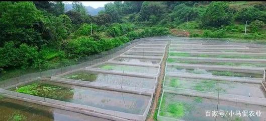 遂宁小伙土里挖青蛙一年狂赚500万,晚上头戴矿灯池塘转,有故事