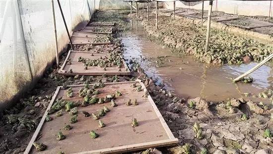 非常人物|东兴区"青蛙王子"建成内江最大的青蛙养殖基地