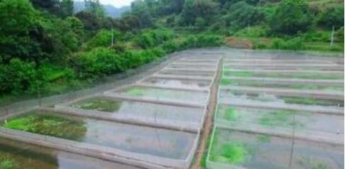 同桌俩养青蛙占地40亩,成蛙7万斤,共同致富