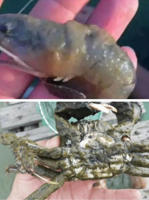水产养殖 鱼类寄生虫 纤毛虫如何预防治疗