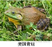 安徽泥鳅养殖 美国青蛙养殖