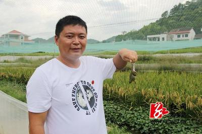 湘潭湘乡一男子对青蛙“一见钟情” 弃商从农养青蛙