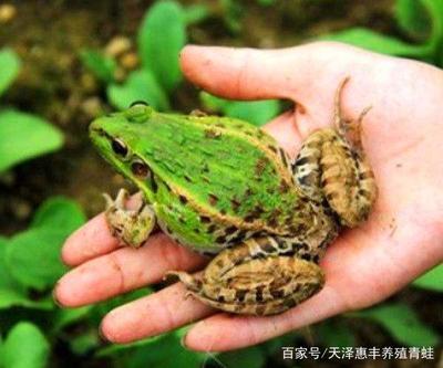 青蛙养殖前期的工作准备