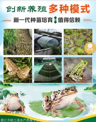 怎么可以人工养殖青蛙 蛙种哪里有买的