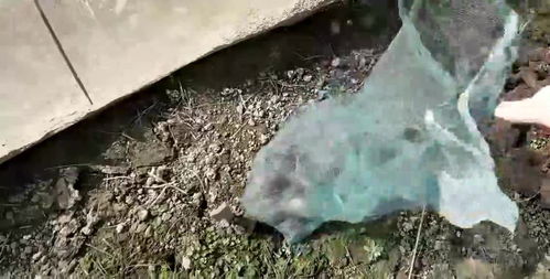 刚回家就来养殖场抓青蛙吃,抓的都是最大的,你们吃过这种吗