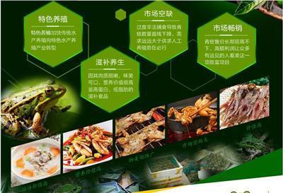 青蛙养殖种蛙养殖苏州市种蛙养殖泰通青蛙养殖种蛙养殖