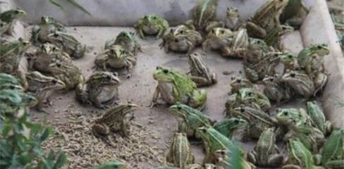 青蛙养殖赚钱吗