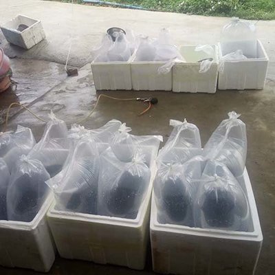 黑斑蛙养殖方法-海商网,畜禽及养殖动物产品库