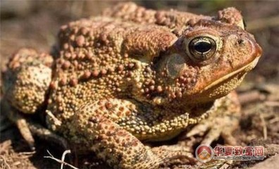 【癞蛤蟆养殖】癞蛤蟆养殖,致富梦照进现实!