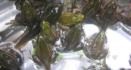 海南巨大美蛙(集团)养殖公司_世界工厂网全球企业库