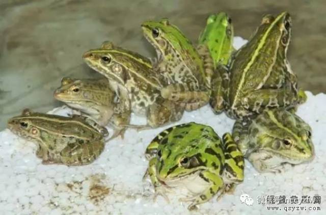 陈冲养青蛙利润高