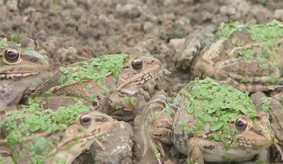 这农民换个方法搞养殖8亩地1年赚80万 他的方法曝光 想致富的收藏
