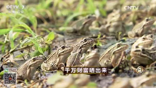 大叔养殖青蛙,突然改变模式,遭到大家不解