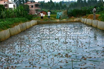 青蛙养殖效益-湖北农聚源-宁夏青蛙价格